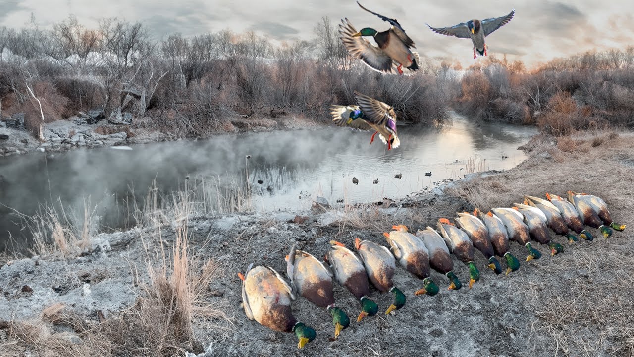 Peran bom menyelam dalam kesuksesan perburuan unggas air modern Peran bom menyelam dalam kesuksesan perburuan unggas air modern