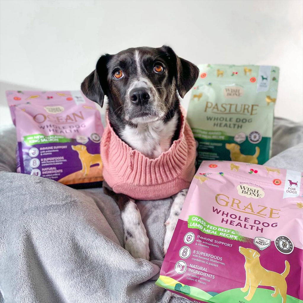 Bowlful of Bliss: Tinggikan waktu makan anjing Anda Bowlful of Bliss: Tinggikan waktu makan anjing Anda